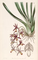 Cymbidium bicolor subsp. pubescens